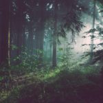 Top forest background free 4k Download