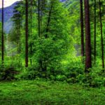 Download forest background free HD