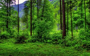 Download forest background free HD