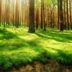 Top forest background free 4k Download