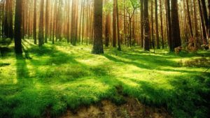 Top forest background free 4k Download