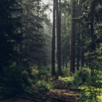 Download forest background free HD