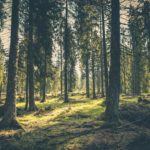 Top forest background free Download