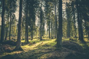 Top forest background free Download