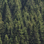 Top forest background free free Download