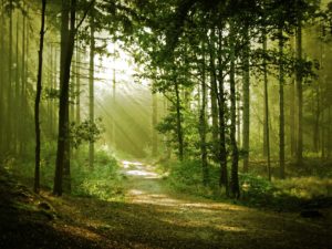 Top forest background free 4k Download