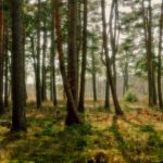 Top forest background free HD Download
