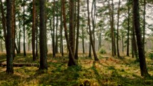 Top forest background free HD Download