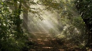 Top forest background free 4k Download