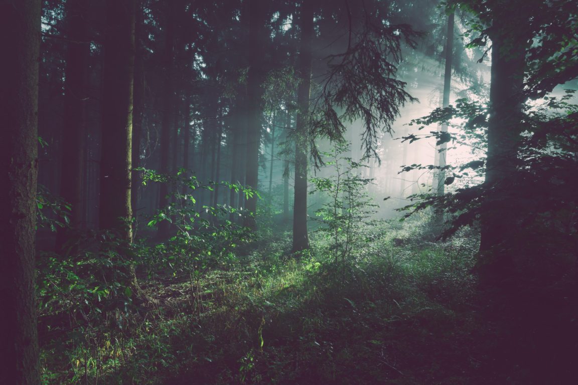 Download forest desktop wallpaper HD