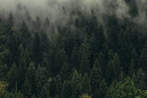 Top forest desktop wallpaper 4k Download