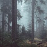 Top forest desktop wallpaper HD Download