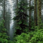 Download forest desktop wallpaper HD