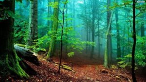 Top forest desktop wallpaper free Download