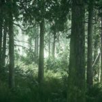 Top forest desktop wallpaper 4k Download