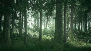 Top forest desktop wallpaper 4k Download