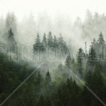 Top forest in fog wallpaper 4k Download