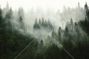 Top forest in fog wallpaper 4k Download