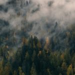 Download forest in fog wallpaper HD