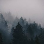 Top forest in fog wallpaper Download
