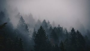 Top forest in fog wallpaper Download