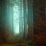 Top forest in fog wallpaper HD Download