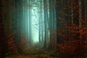 Top forest in fog wallpaper HD Download