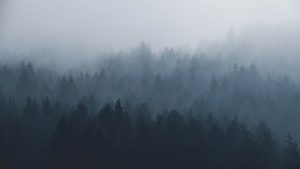 Download forest in fog wallpaper HD