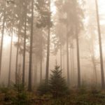 Top forest in fog wallpaper free Download
