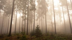 Top forest in fog wallpaper free Download