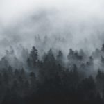 Download forest in fog wallpaper HD