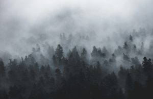 Download forest in fog wallpaper HD