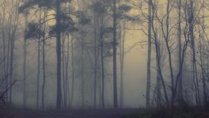 Top forest in fog wallpaper 4k Download