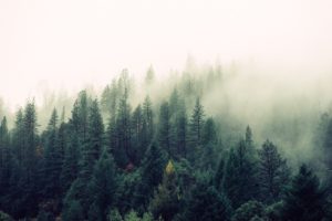 Top forest in fog wallpaper 4k Download