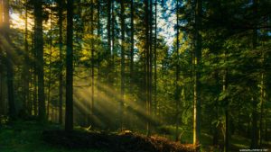 Top free desktop wallpaper forest Download