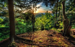 Top free desktop wallpaper forest 4k Download