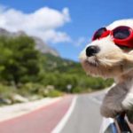 Download free dog wallpaper HD
