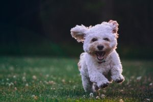 Top free dog wallpaper Download