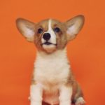 Top free dog wallpaper free Download