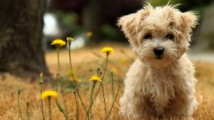 Download free dog wallpaper HD