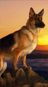 Download german shepherd background HD