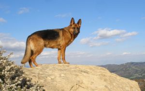 Top german shepherd background Download