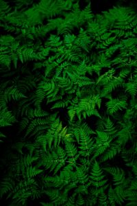 Top green hd iphone wallpaper free Download