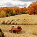 Download harvest wallpaper backgrounds HD