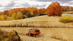 Download harvest wallpaper backgrounds HD