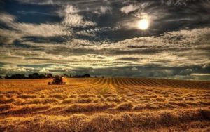 Download harvest wallpaper backgrounds HD