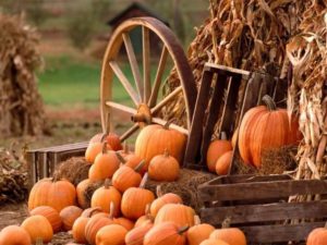 Top harvest wallpaper backgrounds HD Download