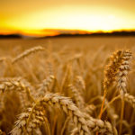 Top harvest wallpaper backgrounds free Download