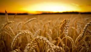 Top harvest wallpaper backgrounds free Download