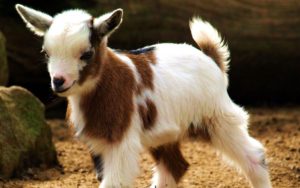 Top hd goat wallpaper 4k Download